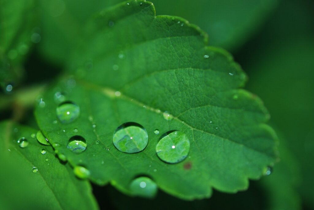 plant, leaf, droplets-8701.jpg